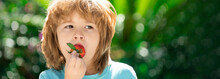 Banner With Spring Kids Portrait. Kids Pick Fresh Organic Strawberry. Happy Little Boy Eats Strawberries.