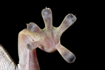 Wall Mural - Closeup the foot of Tokay Gecko (Gekko gecko).