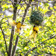 A pair of black-headed or yellow-backed weaver birds, Ploceus melanocephalus building a nest. The female is the one in flight and the male is handing from the nest.