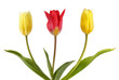 Two yellow tulips and one red tulips