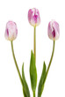 Three beautiful lilac tulips