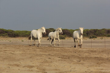 Poster - 3 chevaux en course