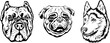 © ARTSTOK - Hand drawn face of dogs. Black and white vector illustration mascot art