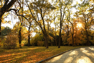  View of autumn trees in park