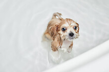Wet Maltipoo Puppy While Bathing In The Bathroom. Close-up, Selective Focus
