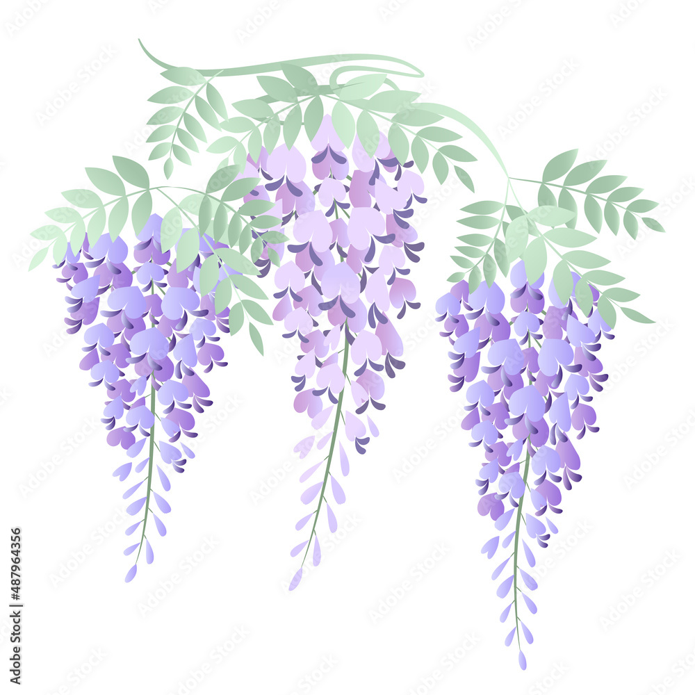 淡い紫の藤の花イラスト(3房) Stock Vector | Adobe Stock