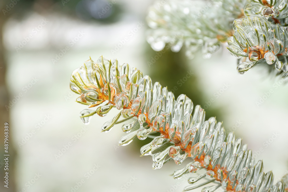 Closeup view of icy blue spruce branches