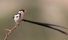 Pin-tailed Whydah, Kruger National Park