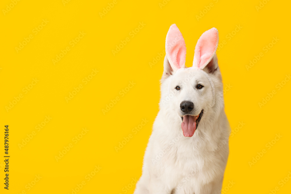 Funny white dog in bunny ears on yellow background