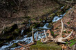 A set of huge Red Deer antler sheds. Beautiful natural background. Bieszczady Mountains, Carpathians, Poland.