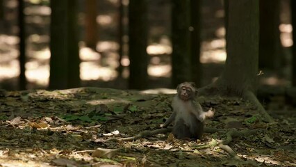 portrait of cute monkey on branch looking at camera. cute baby ape eating fruits hanging in liana in