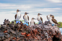 Blue-footed Boobies Resting On A Rocky Outcrop In Elizabeth Bay Off The Coast Of Isabela Island In The Galapagos Islands.	