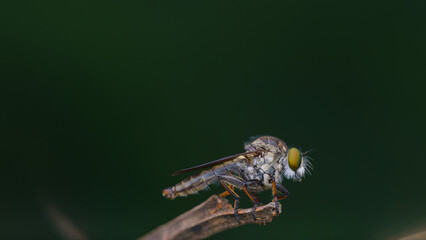 robberfly is eating, insects are eating food taken at close range (macro)