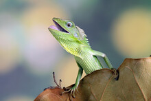 Jubata Green Lizard Habitat In Indonesia