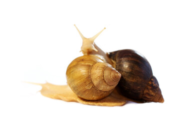 Snail on white background. Achatina Snail. Home cosmetologist. Two snails together. Home pet