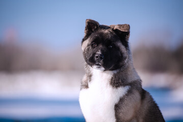 Wall Mural - The dog portrait in the flowers of a willow. American Akita puppy in winter in the snow