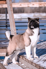 Wall Mural - The dog portrait in the flowers of a willow. American Akita puppy in winter in the snow