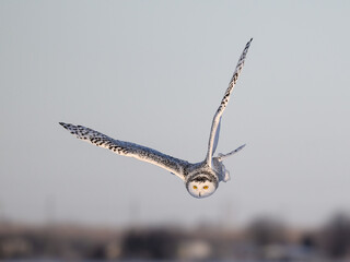  Female Snowy Owl in Flight on Blue Sky in Winter