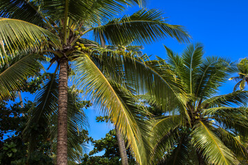 Wall Mural - Coconut plantation in the north coast of Bahia, in the northeastern region of Brazil