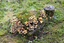 Prolific Growth Of Fungi On Rotting Tree Stumps At Torrisdale On The Kintyre Peninsula, Argyll & Bute, Scotland UK