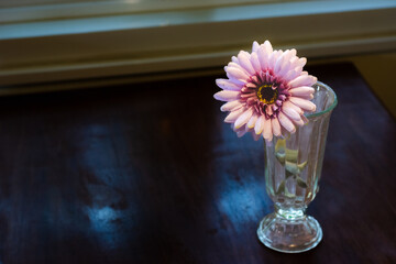 Wall Mural - Pink gerbera flower on glass vase.