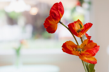 Wall Mural - Red poppy flowers on natural light blur background.