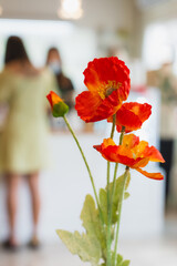 Wall Mural - Red poppy flowers on natural light blur background.