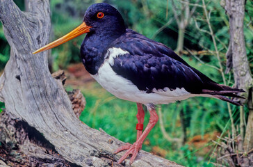 Poster - Oystercatcher