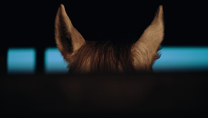 Poster - Gray horse listening with ears close up from stall during blue hour on ranch.