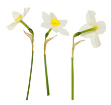 Single Isolated White Flowers Daffodils On White Background. Spring Season Bloom Of Jonquil. Blossom Of Spring Flowers Narcissus. Celebrating Of St. David's Day