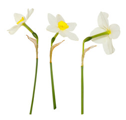 Single isolated white flowers Daffodils on white background. Spring season bloom of Jonquil. Blossom of spring flowers narcissus. Celebrating of St. David's Day