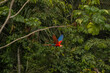 scarlet macaw (ara macao) in flight in front of rainforest