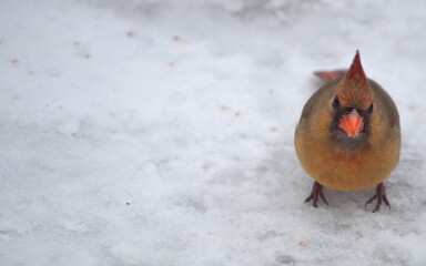 Wall Mural - Female Cardinal