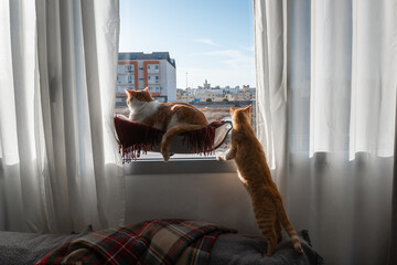 two domestic brown cats looking outside from the window