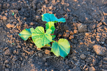 Wall Mural - organic melon plant on the field - selective focus, copy space