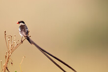 Pin-tailed Whydah, Kruger National Park