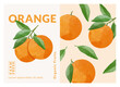 Orange packaging design templates, watercolour style vector illustration.