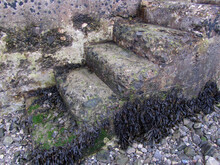 Seaweed On Old Stone Pier Steps, Harbour, Dock, Erosion
