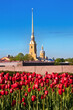 A beautiful view of the Peter and Paul Fortress with red tulips on a summer day, St. Petersburg, Russia
