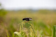 A Bobolink feeds while perching on a wild rice stalk