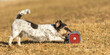 small Jack Russell Terrier sporting dog happily and fast pick up  an apportel on a meadow