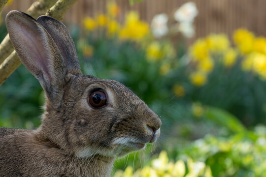 Portrait of Easter rabbit