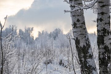 two birch tree trunks with snowy forest background