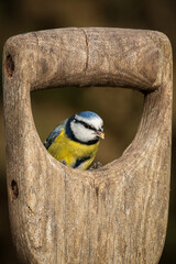 Poster - a close up of a small blue tit is perched in an old wooden fork handle