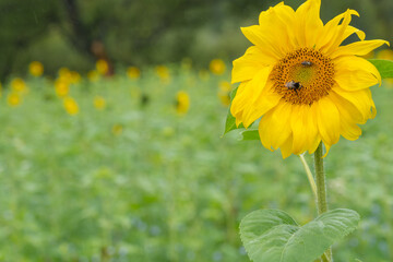 Poster - Field of bright yellow sunflowers