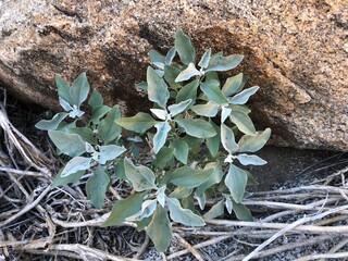 anza borrego