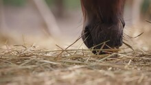 A Horse Eating Hay On The Farm, Close Up. Slow Motion.