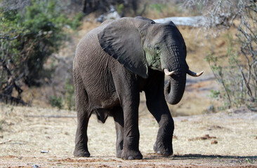 Wall Mural - Young Male African Elephant Bull in Kruger National Park in South Africa RSA