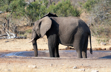 Wall Mural - Young Male African Elephant Bull at man made waterhole in Kruger National Park in South Africa RSA