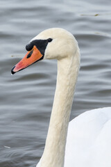 Poster - A vertical shot of a beautiful swan swimming in the lake on a sunny day